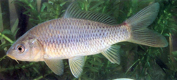 Cyprinus carpio_07.jpg